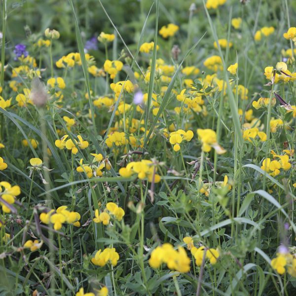 prato fiori gialli